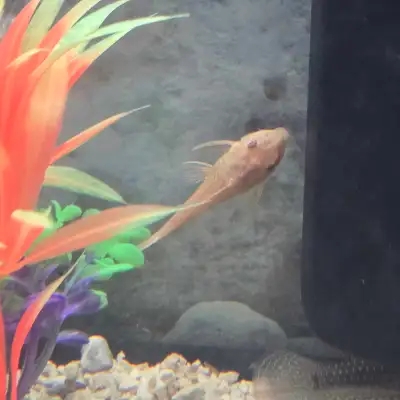 12 plecos albinos, View more