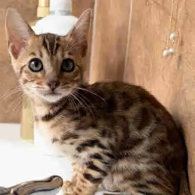 Pure Golden Bengal Kittens  Dog-Like Personality | Low Shedding, View more