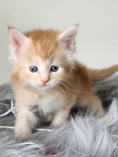 PUREBREED MAINE COON KITTENS, View more