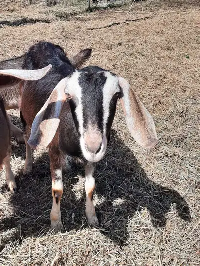 This 1 and 1/2 year old Nubian doe is looking for new pastures. She comes from good milking stock. S...