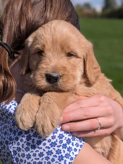 F1 Labradoodle puppies, View more