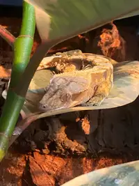 Crested Gecko- Bio active terrarium. 
