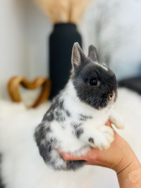 Bébé lapin- nain ❤️femelle ❤️nain néerlandais ❤️