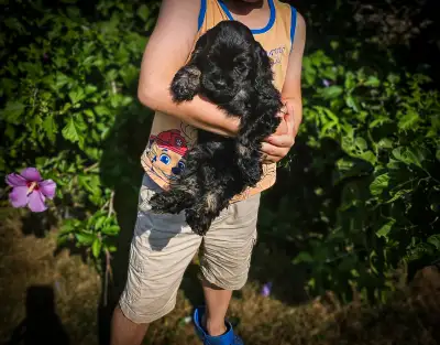 Canadian Cocker Spaniel Purebreed Puppies!!!!!, View more