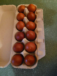 Black copper maran hatching eggs