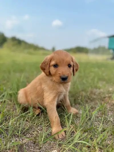 Goldendoodle Mix Puppies **New Photos**, View more