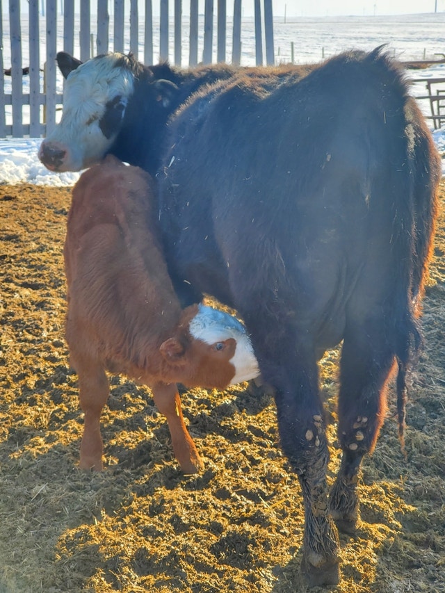 Cow calf pairs Livestock Medicine Hat Kijiji