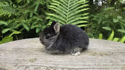Bébés lapins nains néerlandais, View more