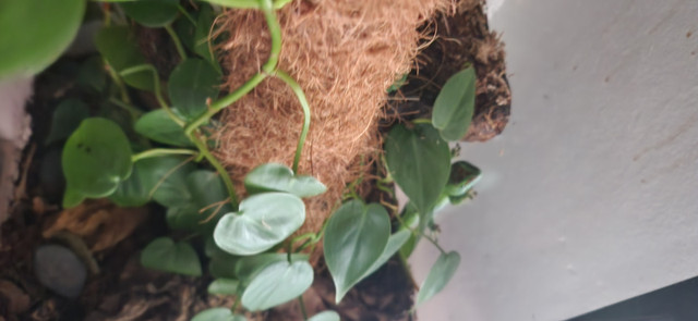 Day Gecko for sale with Custom Enclosure in Reptiles & Amphibians for Rehoming in Timmins - Image 4
