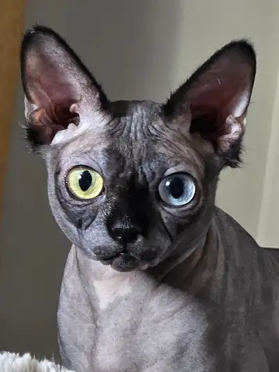 SPECIAL REDUCED PRICING!!! CLB Cattery offers TICA registered sphynx kittens and young adults in all...