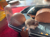 Cage d’Hamster avec un beau hamster à vendre