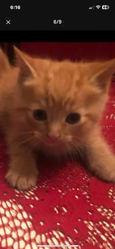 cute kittens, View more