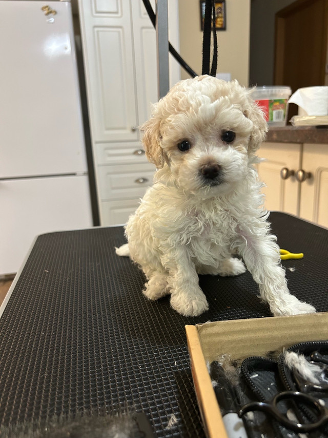 ❤️ Yorkie poo ❤️ One Left ❤️ in Dogs & Puppies for Rehoming in St. Albert - Image 2