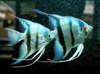 ISO Angelfish Breeding Pair
