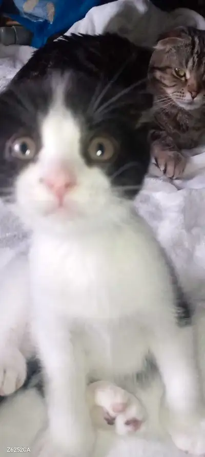 pure Scottish fold kittens for sale, View more