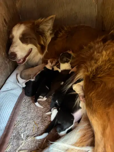Border  Collie Cross puppies, View more