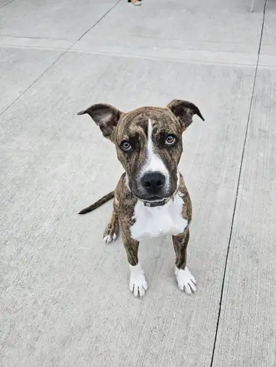 Dog rehoming, View more