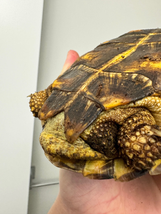 Pair of pancake tortoises (1M, 1F) in Reptiles & Amphibians for Rehoming in Edmonton - Image 4