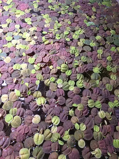 Red Root Floaters (Phyllantus Fluitans) aquatic plant, View more