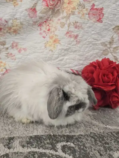 Beautiful Fuzzy Dwarf Holland lop baby bunny Its a male Buck Active, playful and healthy. Gorgeous r...