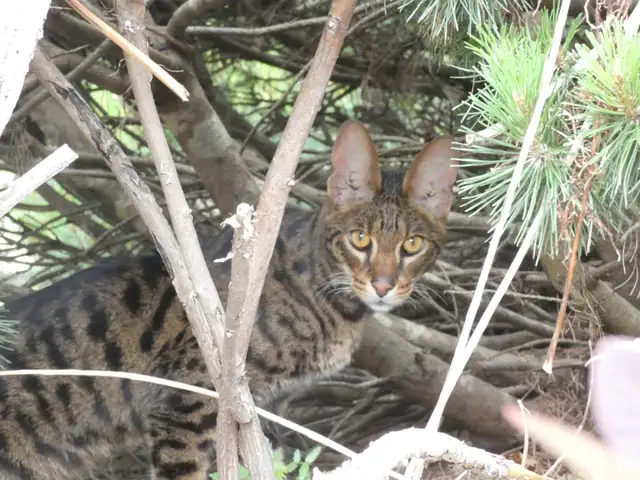 Savannah Cat in Cats & Kittens for Rehoming in Penticton - Image 3