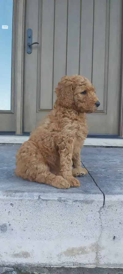 We are so excited to finally introduce Copper and King's handsome litter of Red Standard Poodle Pupp...