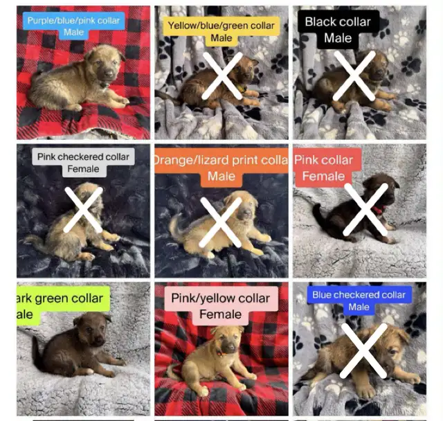 German Shepard / Husky mix pups. in Dogs & Puppies for Rehoming in Thunder Bay - Image 2