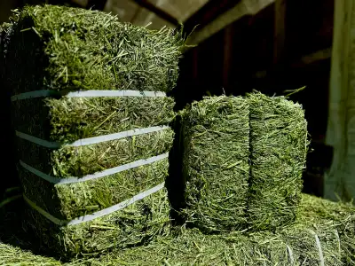 Timothy Hay & Straw - available year round , View more