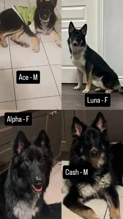 We’re looking for loving, patient, and responsible adoptive homes for our four 10-month-old puppies....