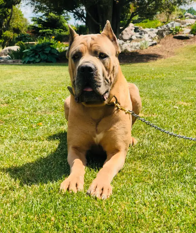 Hamilton's Finest Cane Corso Puppies -  Your Loyal Friend Today in Dogs & Puppies for Rehoming in Hamilton - Image 8
