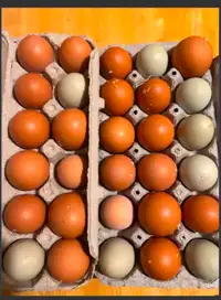 Hatchin eggs