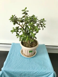 (#A) JADE Plant healthy growth home decor house plant 64cm x44cm