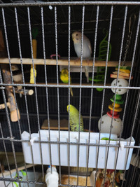 Large flight cage, 5 budgies and accessories