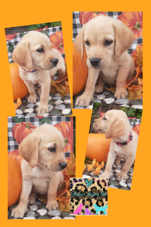 7 Lab cross Golden Retriever puppies available! in Dogs & Puppies for Rehoming in Edmonton