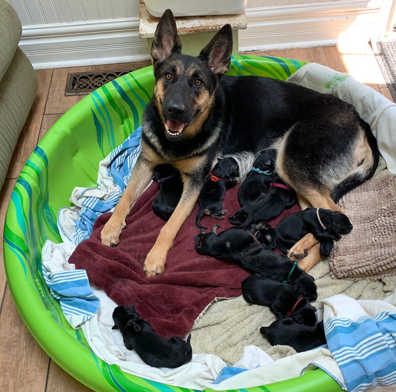 Adorable Golden Shepherd Puppies Dogs & Puppies for Rehoming Guelph