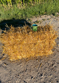 Square bales of straw 