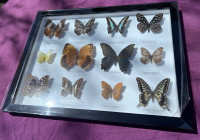 Butterfly Display