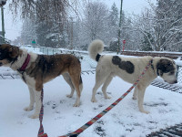 Rehome Valkyrie and Odin (Russian bear dog and St. Bernard mix)