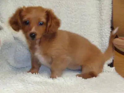 Miniature Long Coated Dachshund. (Fox red), View more