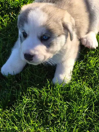 Beautiful pups husky x Bernese  mountain dog ready to go 2 weeks, View more