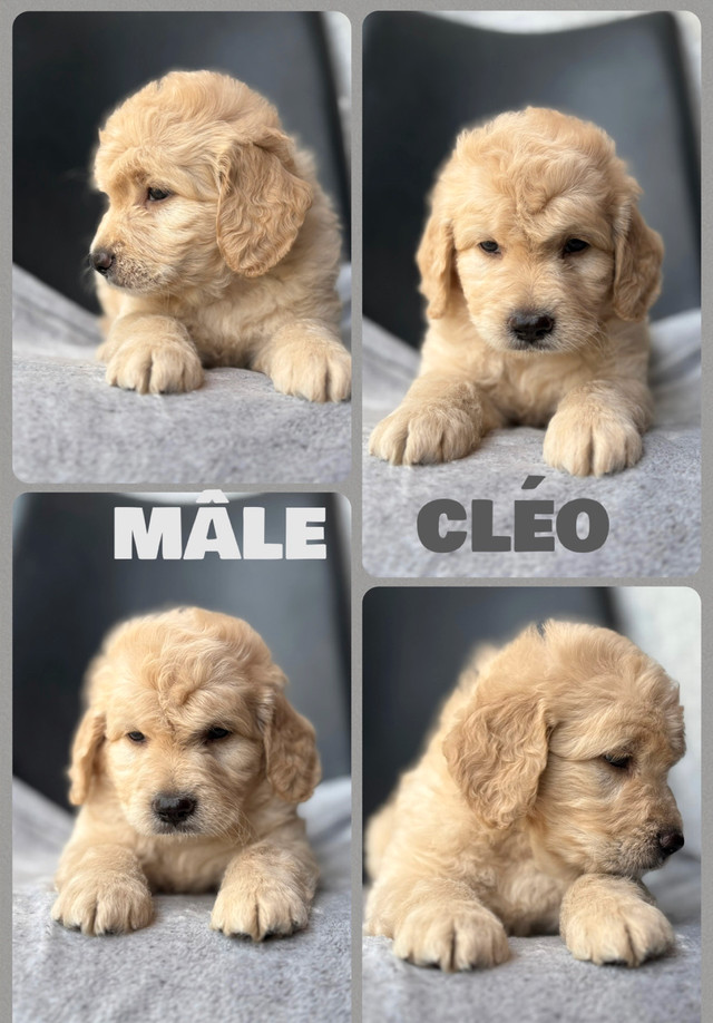 chiot goldendoodle moyen ❤️ ( caniche x golden retriever ) dans Chiens et chiots à adopter  à Lanaudière - Image 3