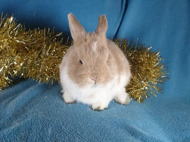 EXTRAORDINARY HOLLAND LOP BABY DWARF BUNNY RABBITS in Small Animals for Rehoming in Ottawa - Image 8