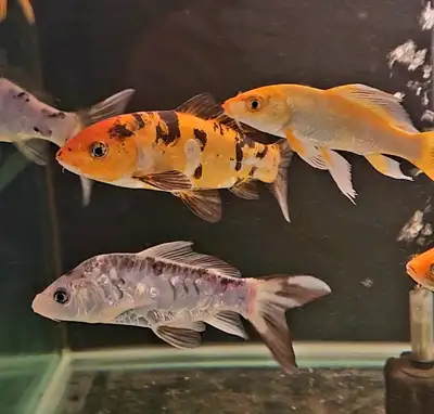 Japanese koi 6"-9", View more