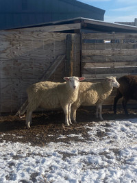 Butcher lambs 