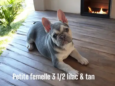 Voici une adorable petite femelle bouledogue français lilas et tan, prête à trouver son foyer pour t...