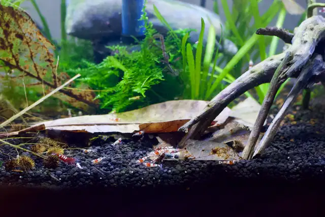Caridina Pinto Shrimp ( Crystal Red Shrimp x Red Zebra Pinto) in Fish for Rehoming in Oakville / Halton Region - Image 10