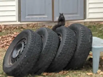 Used Hercules Avalanche Snow Tires. 4 Tires on Rims in good condition. Lots of tread. Size is 235/65...