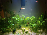 Java Moss for sale