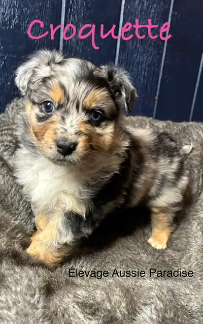 CKC Australian Shepherd Puppy - standard, View more