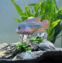 We Accept Unwanted Freshwater Cichlids